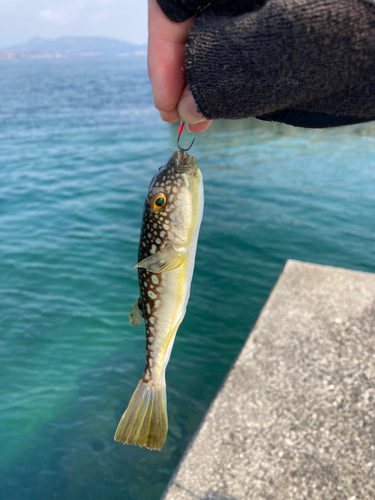 クサフグの釣果