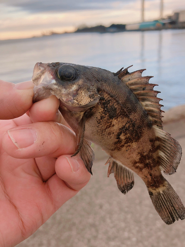 シロメバルの釣果