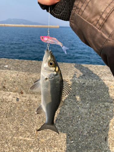 スズキの釣果