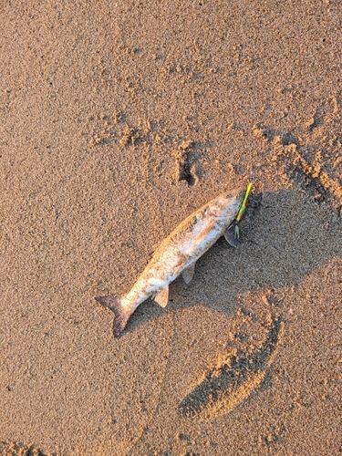 マルタウグイの釣果