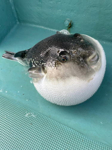 トラフグの釣果