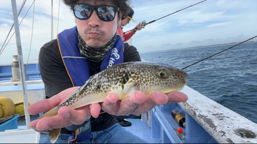 ショウサイフグの釣果