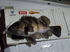 メバルの釣果