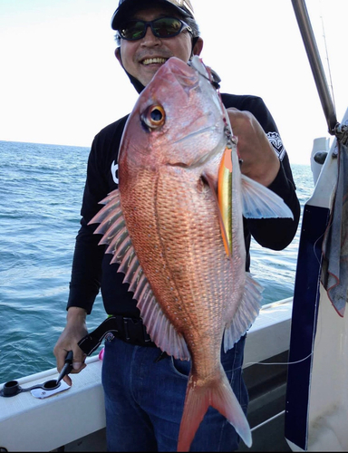 マダイの釣果