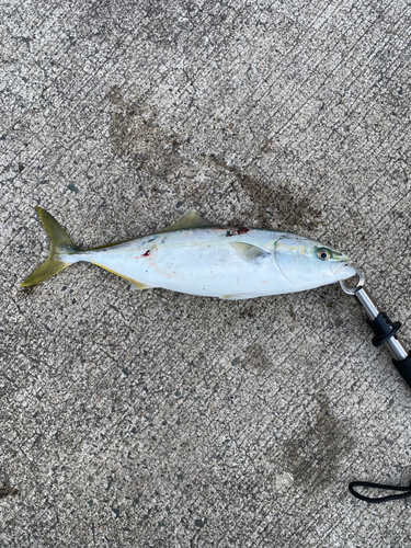 ハマチの釣果