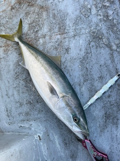 メジロの釣果