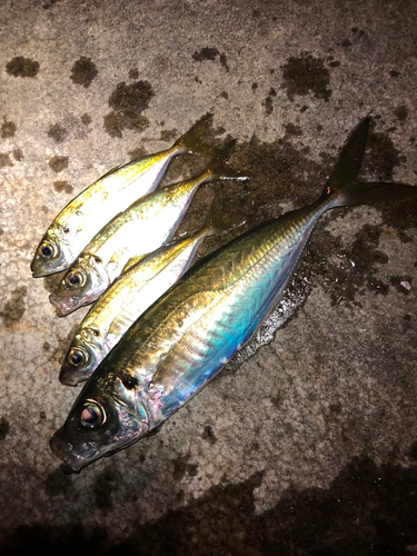 アジの釣果