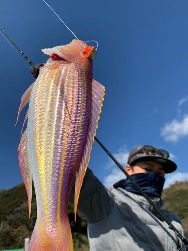 イトヨリダイの釣果