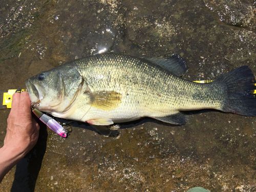 ブラックバスの釣果