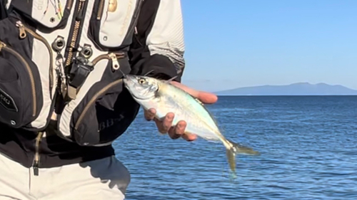 イシガキダイの釣果