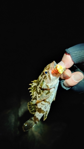 タケノコメバルの釣果