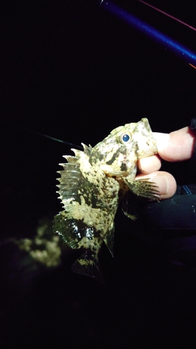 ムラソイの釣果