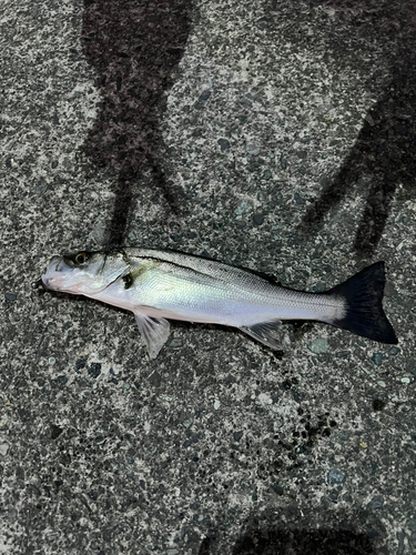 スズキの釣果