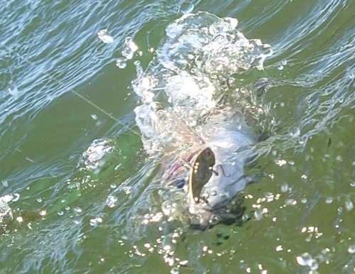 ニジマスの釣果