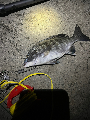 クロダイの釣果