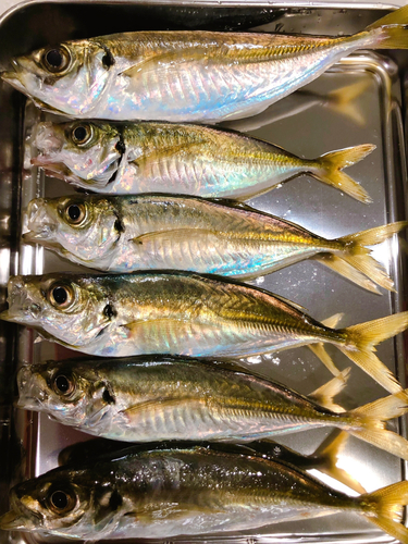 アジの釣果