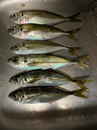 アジの釣果