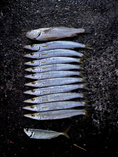 カマスの釣果