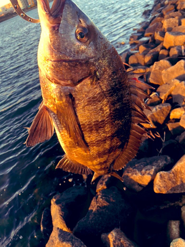 チヌの釣果