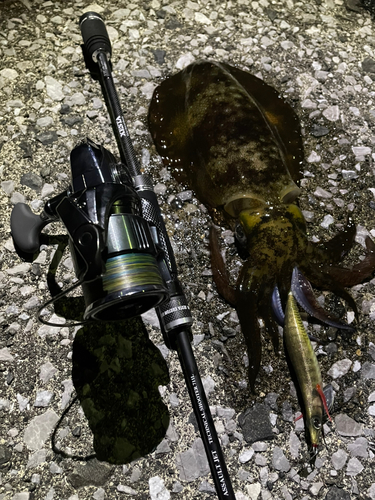 モイカの釣果