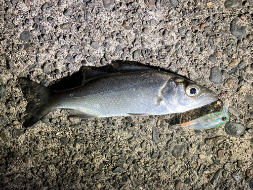 セイゴ（タイリクスズキ）の釣果