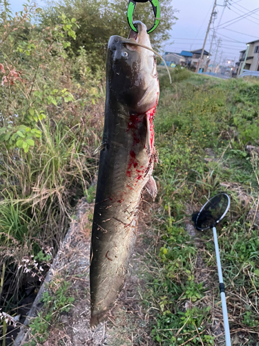 ナマズの釣果