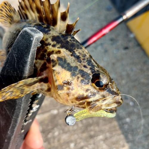 タケノコメバルの釣果