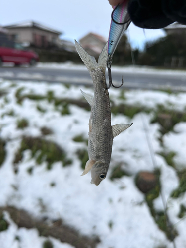 ニゴイの釣果