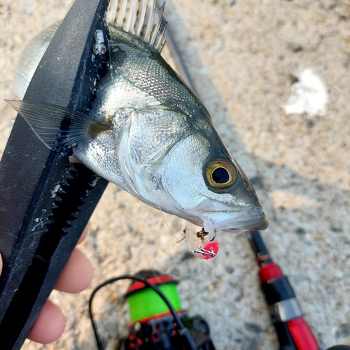 スズキの釣果