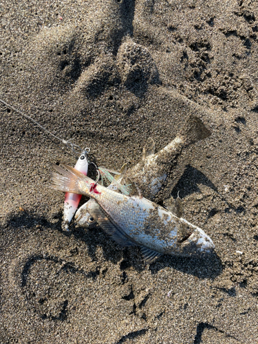 シログチの釣果