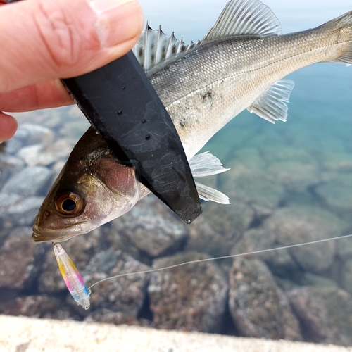 スズキの釣果