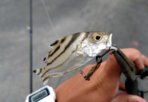 コトヒキの釣果