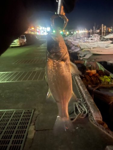 セイゴ（マルスズキ）の釣果