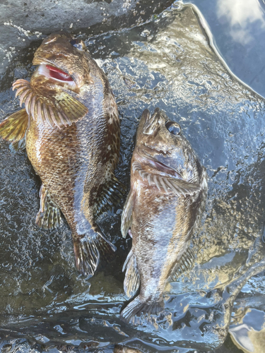 ムラソイの釣果