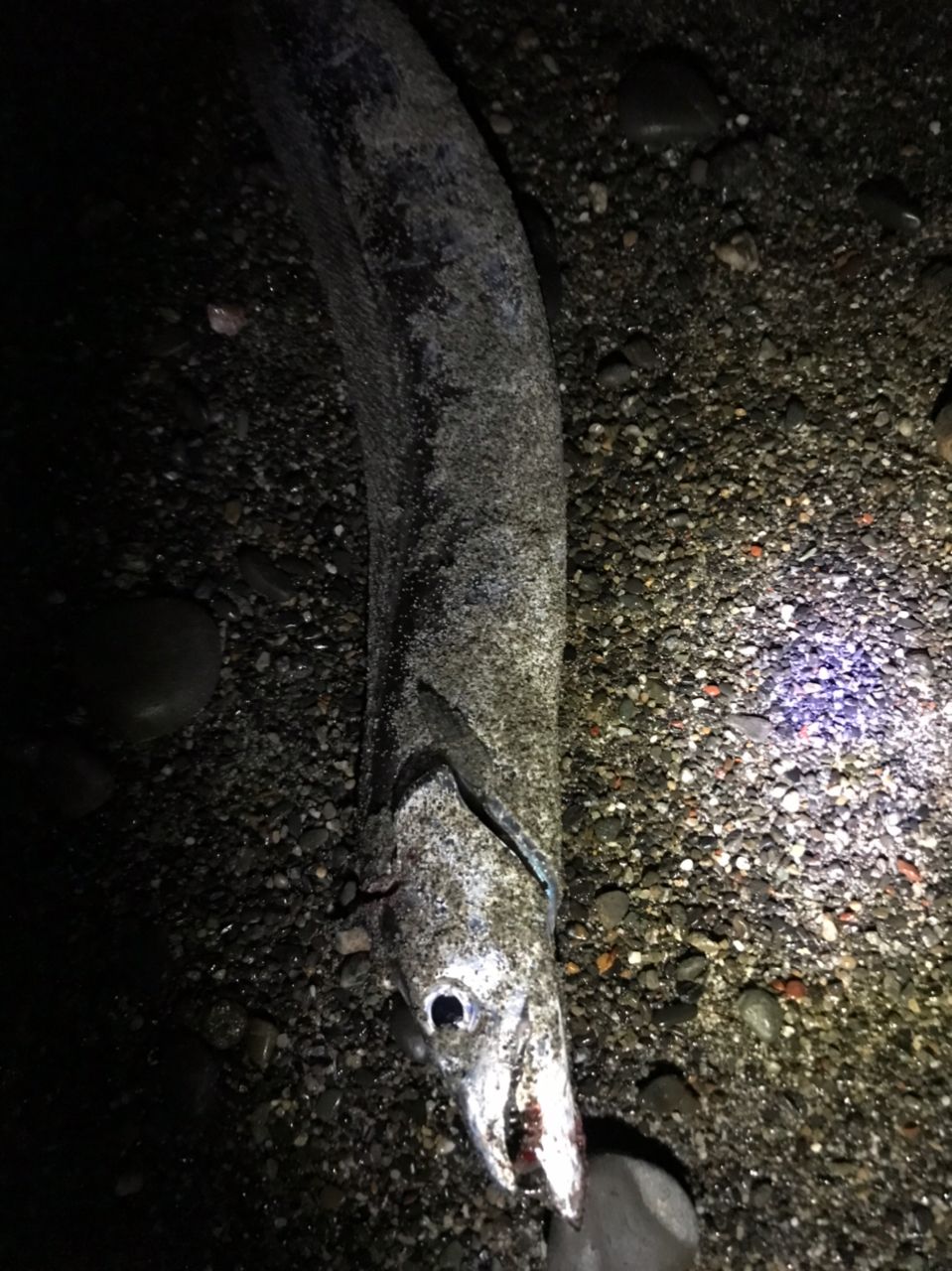 タチウオ