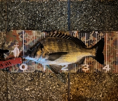 クロダイの釣果