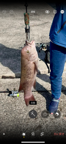 コブダイの釣果