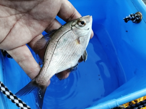 ウミタナゴの釣果