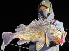 クロソイの釣果