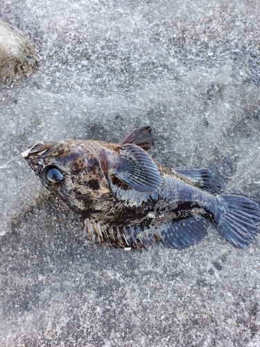 クロソイの釣果