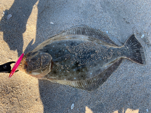 ヒラメの釣果