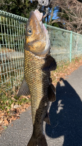 ニゴイの釣果