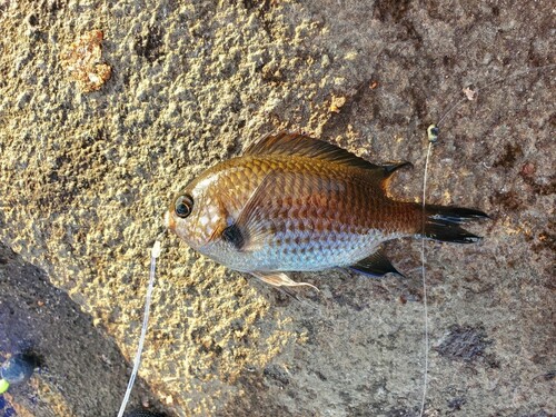 スズメダイの釣果