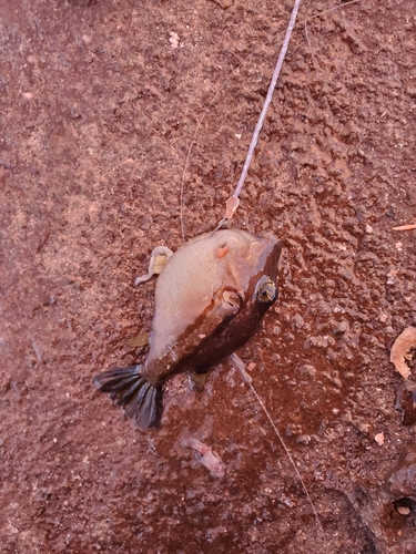 キタマクラの釣果