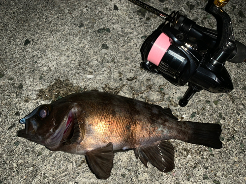 メバルの釣果