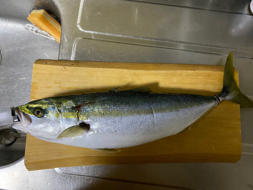 ツバスの釣果