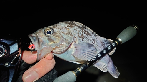 クロソイの釣果