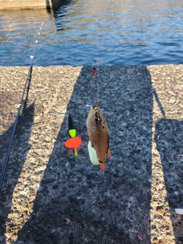 ネンブツダイの釣果