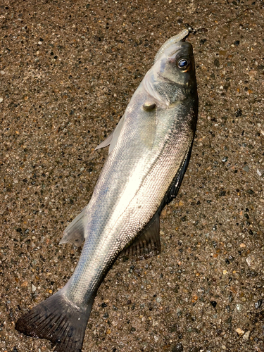 セイゴ（マルスズキ）の釣果