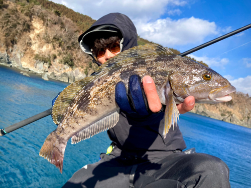 アイナメの釣果